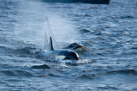 Skjervøy : Excursion en bateau chauffé pour l&#039;observation des orques et des baleines