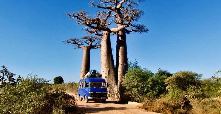 Madagascar Wildlife Tours & Safaris