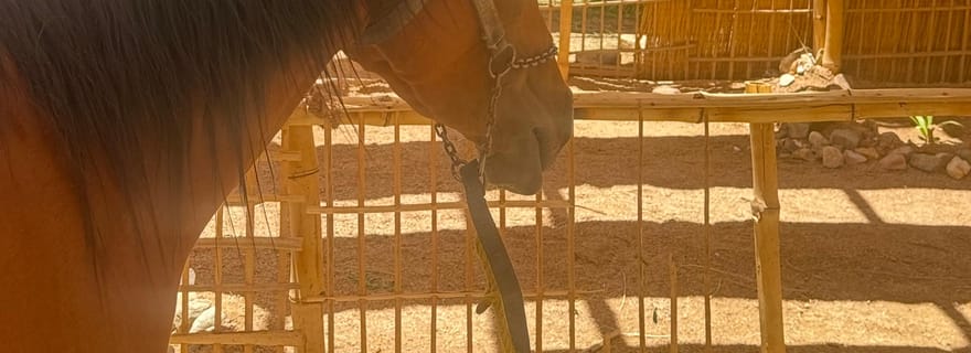 Hurghada : balade à dos de chameau ou à cheval, dîner et ciel étoilé