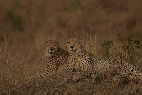 Private Safari mit Übernachtung in der Masai MaraPrivate Safari mit Übernachtung in der Masai Mara Luxusunterkunft