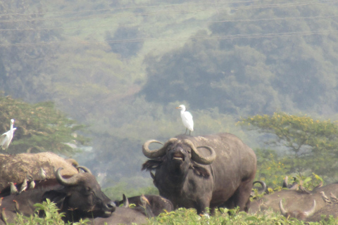 De Nairobi: Viagem de 1 dia ao Parque Nacional do Lago Nakuru