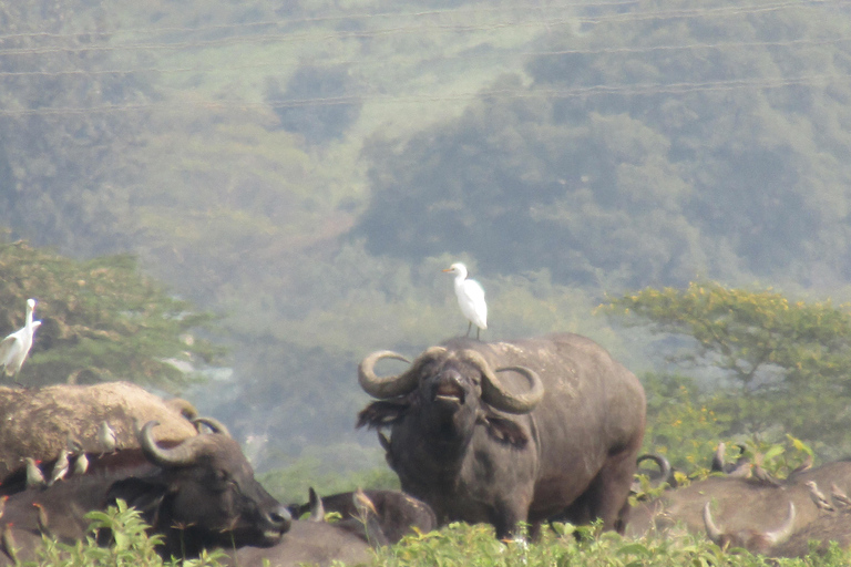 From Nairobi: Lake Nakuru National Park Day Trip Nakuru Day Trip Group Joining