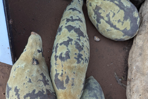 Victoria Falls Leisure Walk & Big Tree Experience