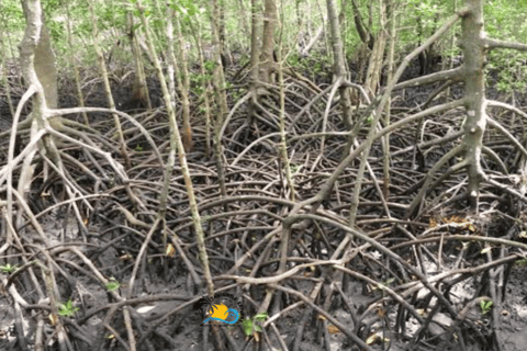 Zanzibar: Blå lagunen, sjöstjärnor och Jozani-skogenTransfer till hotell var som helst på Zanzibar
