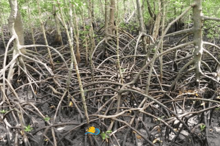 Zanzibar: Blå lagunen, sjöstjärnor och Jozani-skogenTransfer till hotell var som helst på Zanzibar