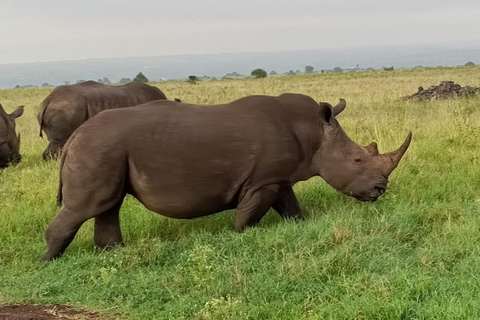 Parque Nacional de Nairobi: medio día en safari para ver leones y rinocerontesParque Nacional de Nairobi: tour privado de medio día