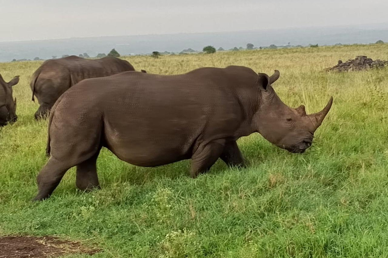 Parque Nacional de Nairobi: medio día en safari para ver leones y rinocerontesParque Nacional de Nairobi: tour privado de medio día