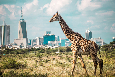 Nairobi National Park: Photography-Focused Safari
