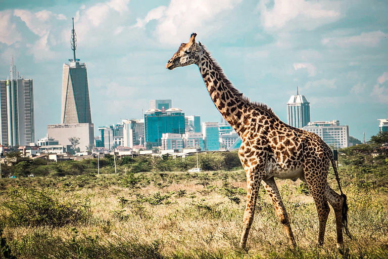 Nairobi National Park: Photography-Focused Safari