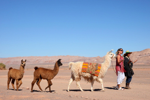 San Pedro de Atacama: Lhamas husvagn