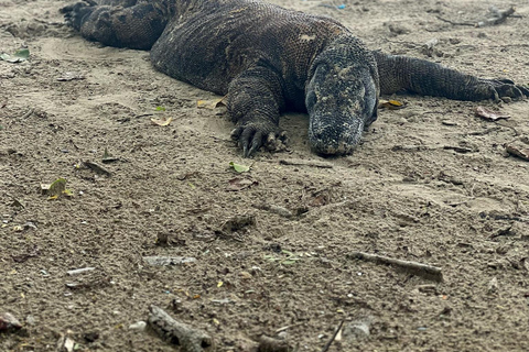 Bali: Komodo Island Day Trip with Flight & Photographer Bali: Komodo Island Day Trip with Flight & Manta Snorkeling