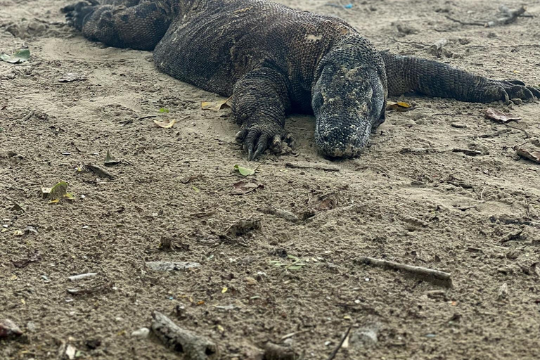 Bali: Komodo Island Day Trip with Flight & Photographer Bali: Komodo Island Day Trip with Flight & Manta Snorkeling