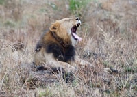 5 giorni Gorilla & Chimpanzee Esperienza e Game Drive Safari - Hizvo