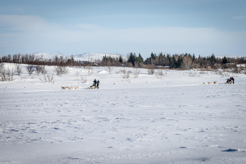 Winter Dog Sledding next to Reykjavik