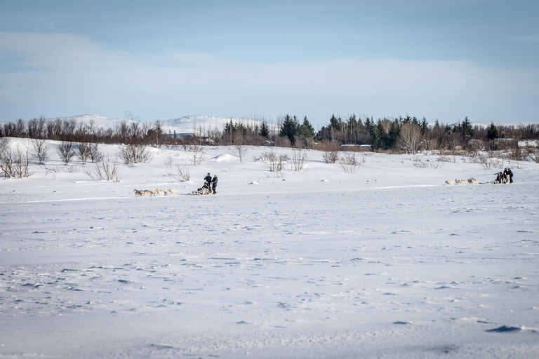 Winter Dog Sledding next to Reykjavik
