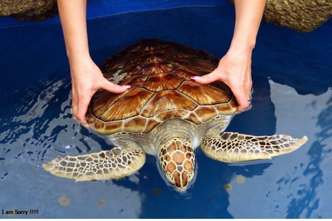 Da Galle: Safari sul fiume Madu e visita all&#039;incubatoio delle tartarughe