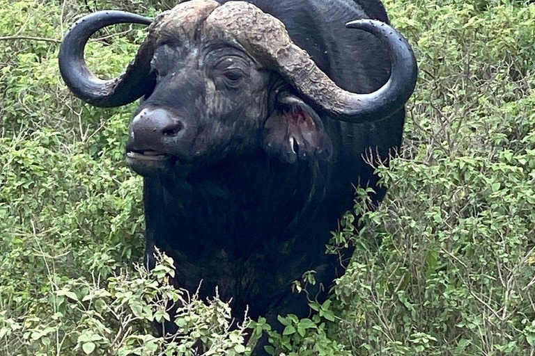 Nairobi: Lake Nakuru National Park and Lake Naivasha Tour