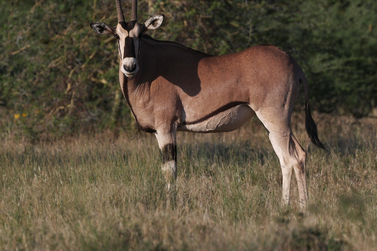 Addis Abeba: 2-tägige Wildtiersafari im Awash-Nationalpark