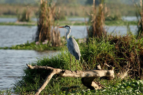 Hambantota Port: Yala Leopard Tracking Safari (Shared) Hambantota Port: Yala Leopard Tracking Safari (Private)