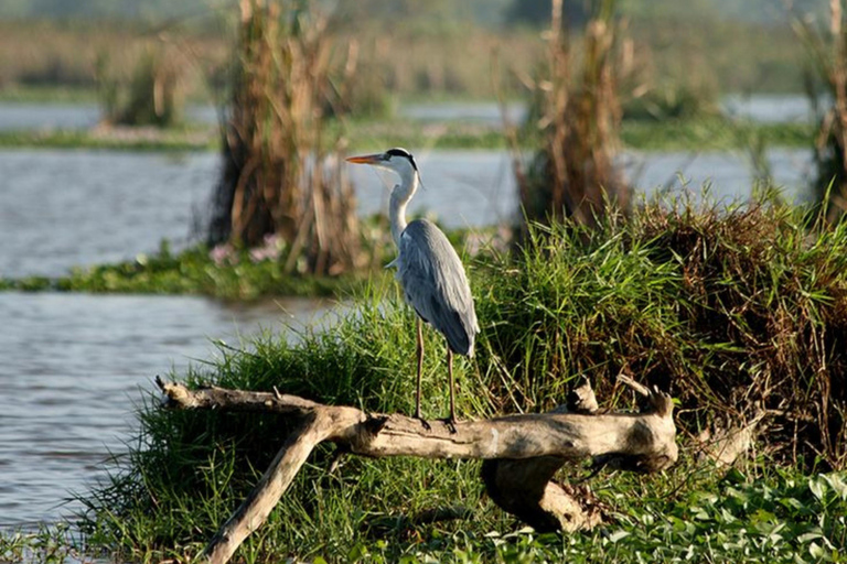 Hambantota Port: Yala Leopard Tracking Safari (Shared) Hambantota Port: Yala Leopard Tracking Safari (Private)