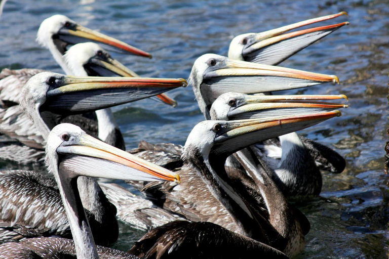 Valparaíso Seguro + Country Tour in Casablanca Pitama Valparaíso Seguro + Countryside Tour in Casablanca Pitama