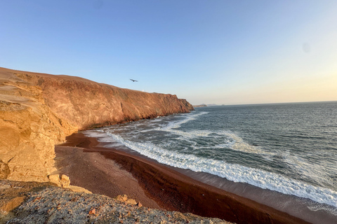 Paracas: Sightseeing Tour of the Ballestas Islands and National Reserve
