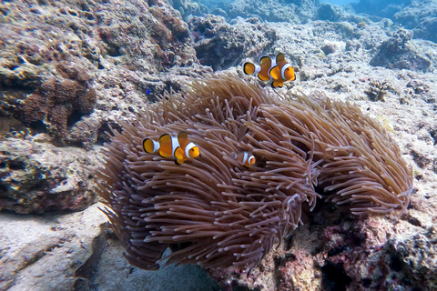 Dykning från fantastiskt korallrev i hjärtat av Phuket