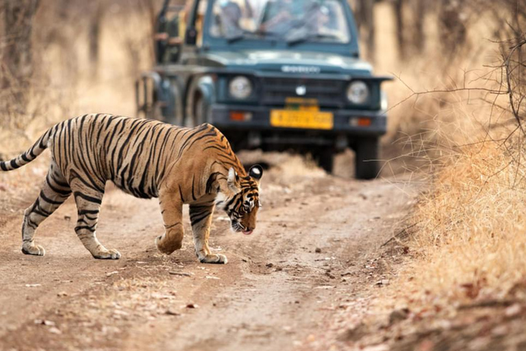 Vanuit Delhi: 3-Daagse privé-safari door RanthamborePrivérondleiding met 4 sterren accommodatie