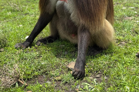 From Addis: Blue Nile Gorge, Baboons & Waterfalls