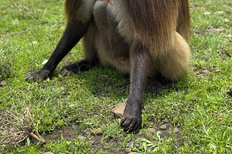 From Addis: Blue Nile Gorge, Baboons & Waterfalls