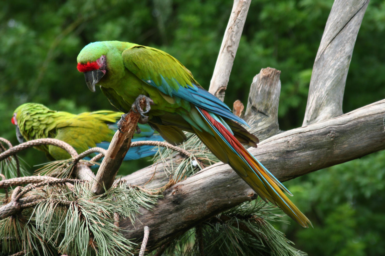 COSTA RICA:UPPTÄCK COSTARICAS VILDA DJUR-STRAND &amp; SKOG 2VECKOR