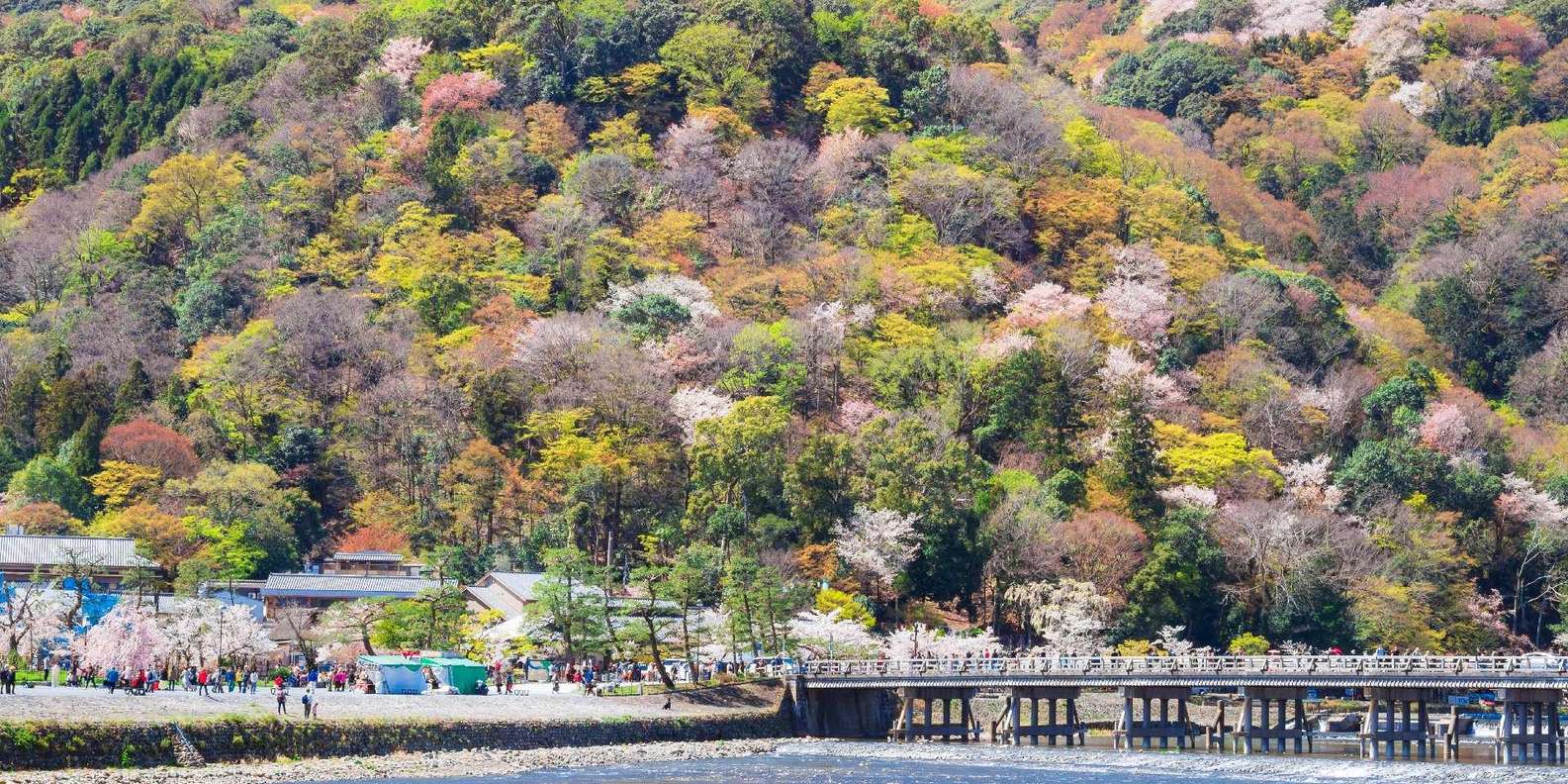 Kyoto experience — temples, geisha, bamboo grove — image 14
