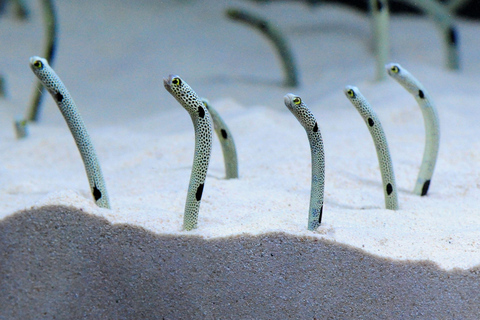 Biglietto d'ingresso all'acquario di KyotoBiglietto d'ingresso all'acquario di Kyoto (giorni feriali)