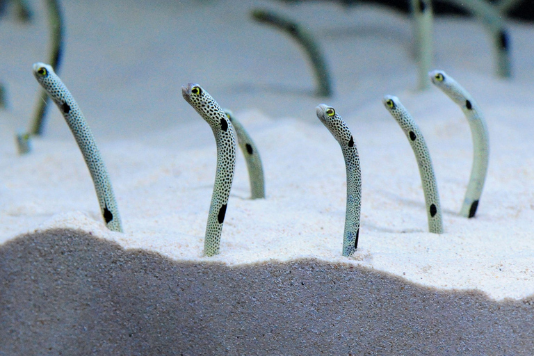 Biglietto d'ingresso all'acquario di KyotoBiglietto d'ingresso all'acquario di Kyoto (giorni feriali)