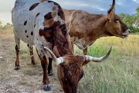 Bandera: Visita a um rancho com cavalos e chifres longos
