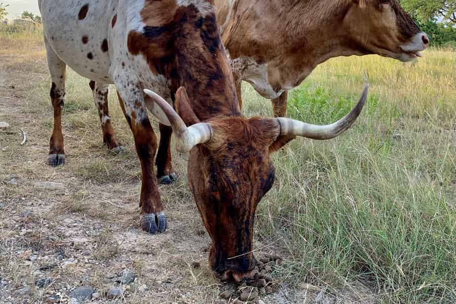 Bandera: Ranchbesuch mit Longhorns und Pferden. Foto: GetYourGuide