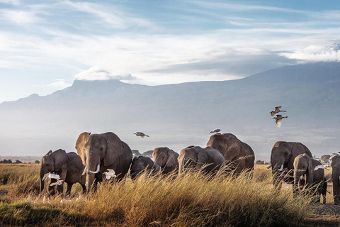 7 dagars safari med vilda djur i Kenya och Diani Beach SGR-paket