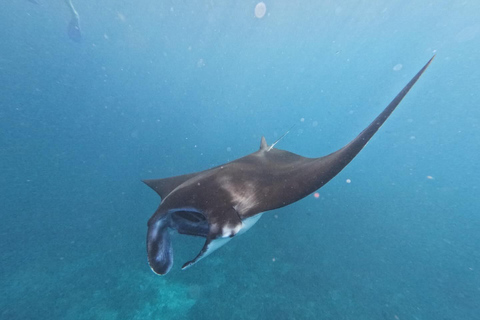 Bali/Nusa Penida: Private Snorkeling With Guide & West Tour Transfer from Sanur Area