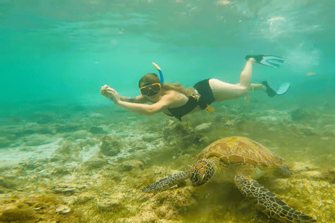 Cebú:Excursión en grupo con tiburón ballena, cascada y carrera de sardinas+Comida