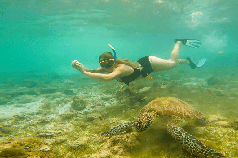 Cebú:Excursión en grupo con tiburón ballena, cascada y carrera de sardinas+Comida