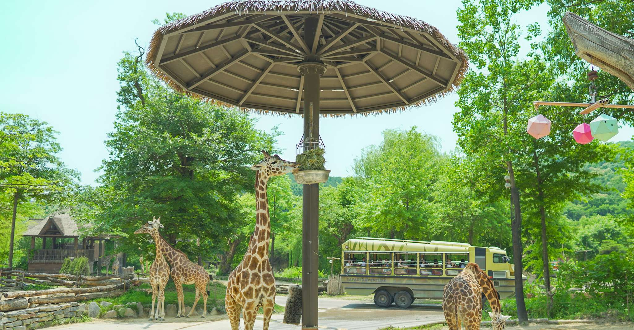 From Seoul, Everland Admission Ticket with Transfer - Hizvo