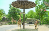 Vanuit Seoul, Everland Admission Ticket met Transfer - Hizvo