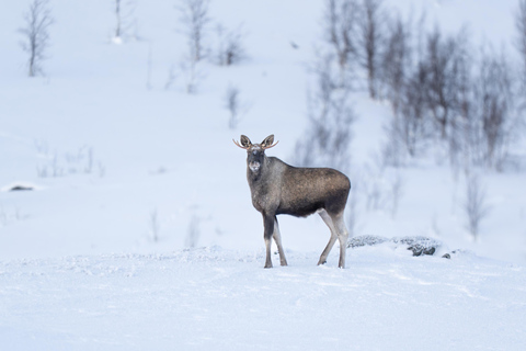 Abisko: Guided Arctic Snowshoe Hike with Photos & Snacks