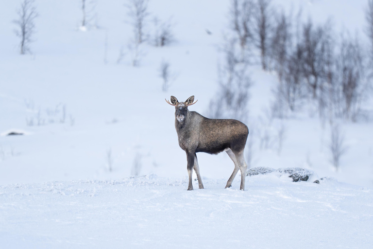 Abisko: Guided Arctic Snowshoe Hike with Photos & Snacks