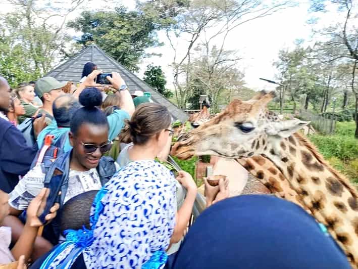 The BEST Karen, Nairobi Zoos 2024 FREE Cancellation GetYourGuide