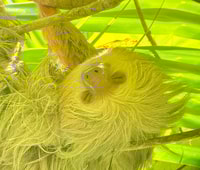 Manuel Antonio Park, Naturforscherin Führung - Housity