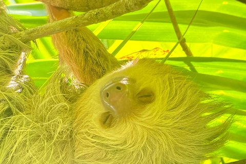 Parque Manuel Antonio: Visita guiada a pie con un naturalistaTour privado