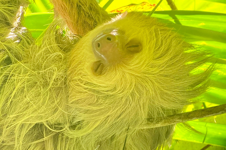 Manuel Antonio Park: Geführter Rundgang mit einem NaturalistenPrivate Tour