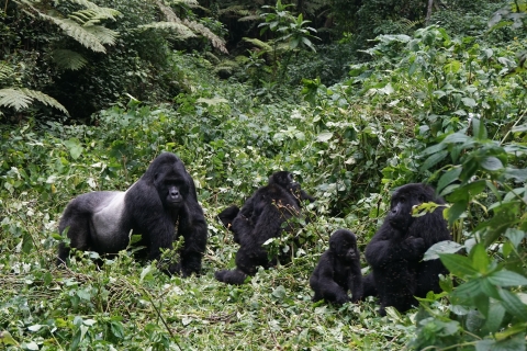 Uganda: 3-tägige Gorilla Trekking Safari ab Kampala