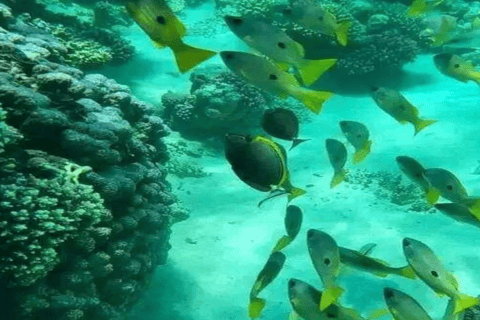 Zanzibar: Blå lagunen, sjöstjärnor och Jozani-skogenTransfer till hotell var som helst på Zanzibar